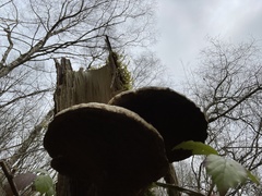 Daedaleopsis confragosa