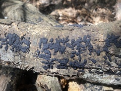 Jackrogersella cohaerens