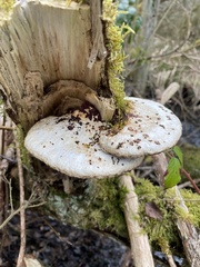 Daedaleopsis confragosa