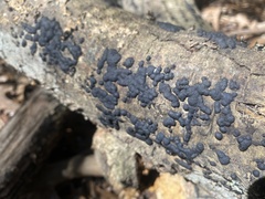 Jackrogersella cohaerens