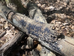 Jackrogersella cohaerens