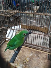 Chloropsis sonnerati