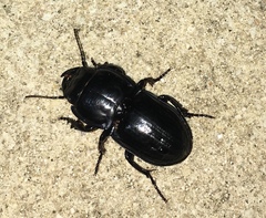 Pasimachus sublaevis