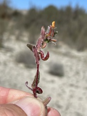 Camissoniopsis lewisii