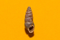 Chondrina avenacea