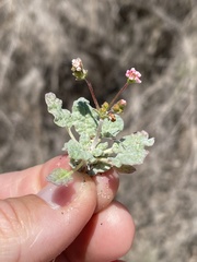 Eriogonum thurberi