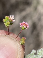 Eriogonum thurberi