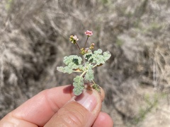 Eriogonum thurberi