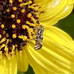 Lithariapteryx jubarella