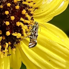 Lithariapteryx jubarella