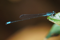 Acanthagrion trilobatum