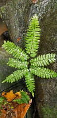 Adiantum tetraphyllum