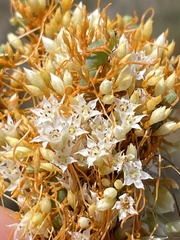 Cuscuta pacifica pacifica