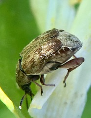 Algarobius prosopis