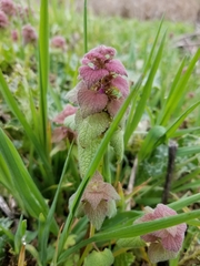 Lamium purpureum