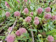 Lamium purpureum