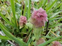 Lamium purpureum