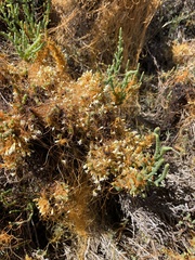 Cuscuta pacifica pacifica
