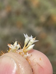 Cuscuta pacifica pacifica
