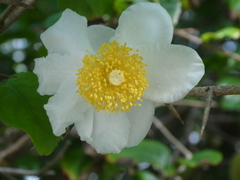 Oncoba spinosa