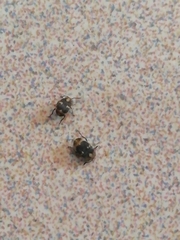 Zabrotes subfasciatus