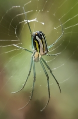 Leucauge regnyi