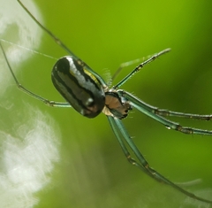Leucauge regnyi