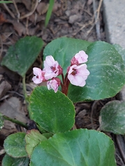 Bergenia crassifolia