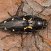 Buprestis novemmaculata - Photo (c) Nikolai Vladimirov, alguns direitos reservados (CC BY-NC), enviado por Nikolai Vladimirov