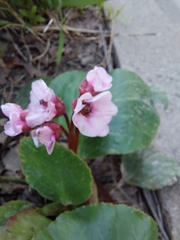 Bergenia crassifolia