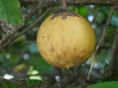 Oncoba spinosa