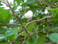 Oncoba spinosa