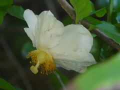 Oncoba spinosa
