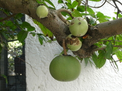 Oncoba spinosa
