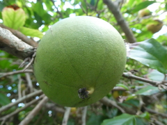 Oncoba spinosa