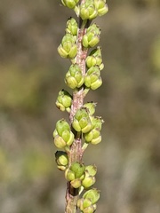 Triglochin concinna concinna