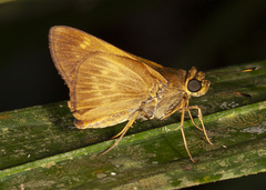 Saturnus reticulata