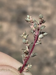 Atriplex pacifica