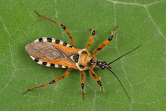 Rhynocoris punctiventris
