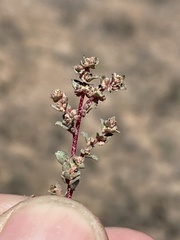 Atriplex pacifica