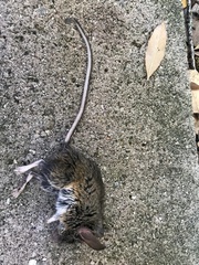 Peromyscus californicus