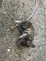 Peromyscus californicus