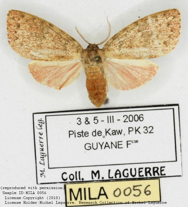Baritius kawensis