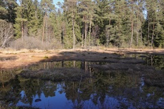 Hyalosphenia