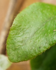 Microgramma piloselloides