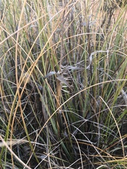 Macrochloa tenacissima image