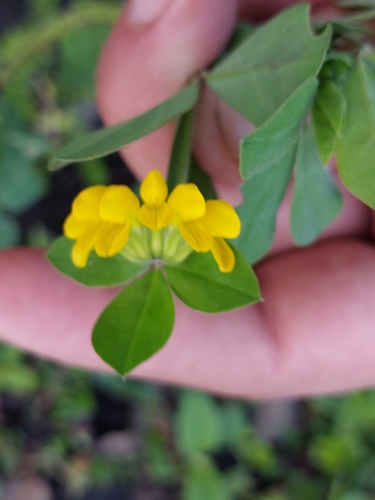 Lotus ornithopodioides image