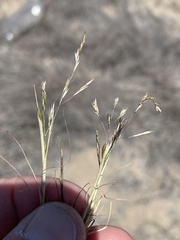 Deschampsia danthonioides