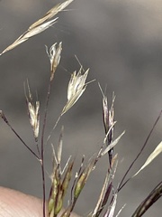 Deschampsia danthonioides