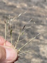Deschampsia danthonioides